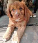Suczka Nova Scotia Duck Tolling Retriever ZKwP / FCI