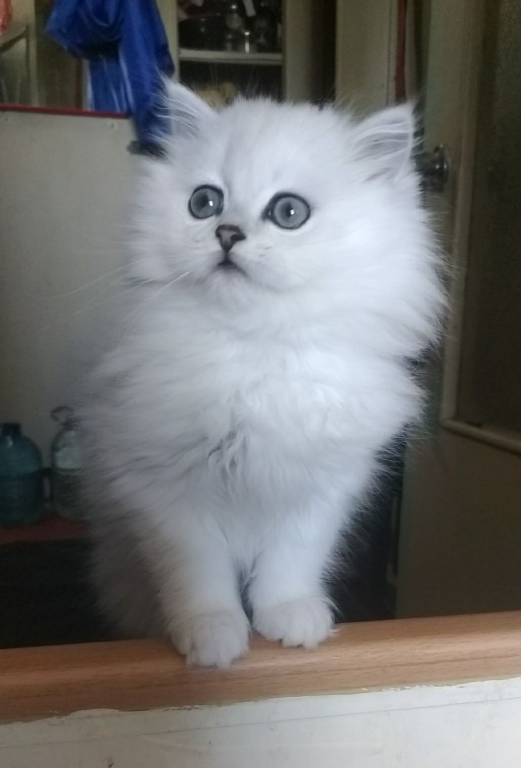 Серебристая шиншилла белая страйт хайленд британская котёнок