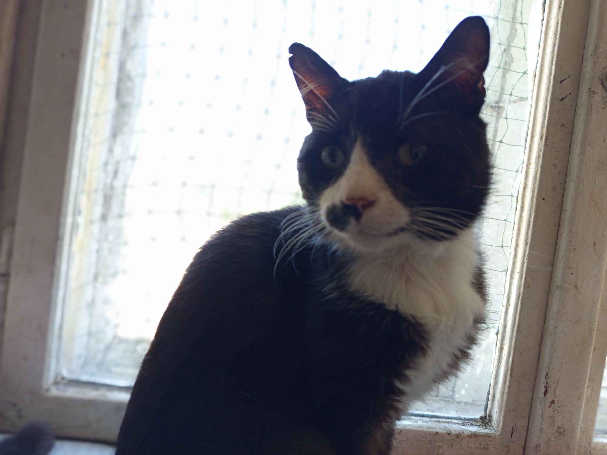 Biało czarny kot Jackson poleca się do adopcji