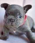 Fêmea blue Bulldog francês X