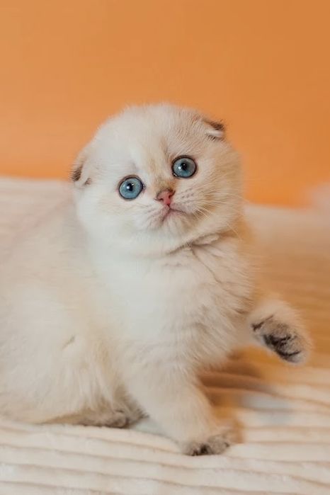 Шотландские котята с документами. Золотая шиншилла. Видео