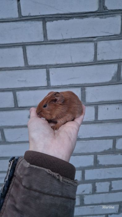 Морські свинки. Кому морську свинку?