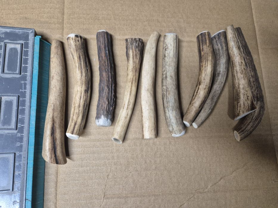 Cena za 10 szt 12-15cm  POROZA jelenia dla psa rogi