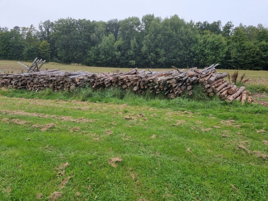 Drzewo sezonowane sosnowe