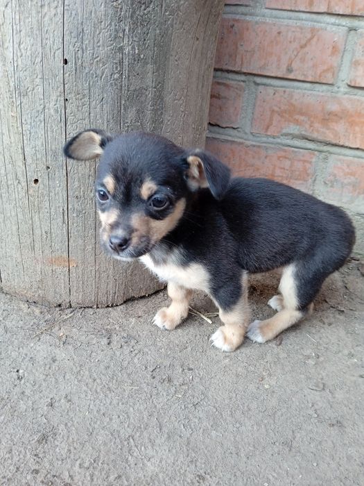 Віддаю собаки безкоштовно