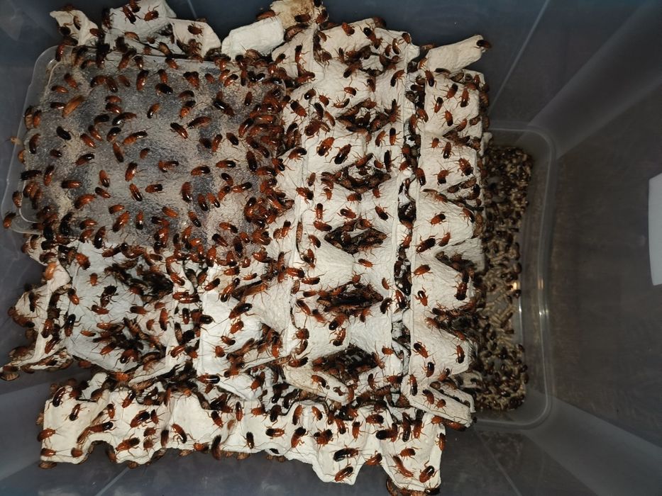 Karaczany Tureckie/ Karmówka/ Turki