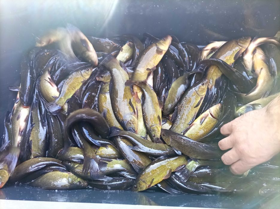 Szczupak narybek 25 cm , 30 cm , lin karaś karp Jesiotr amur tolpyga