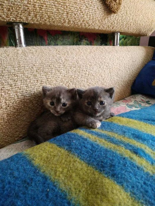 Миргород кошенята в добрі руки