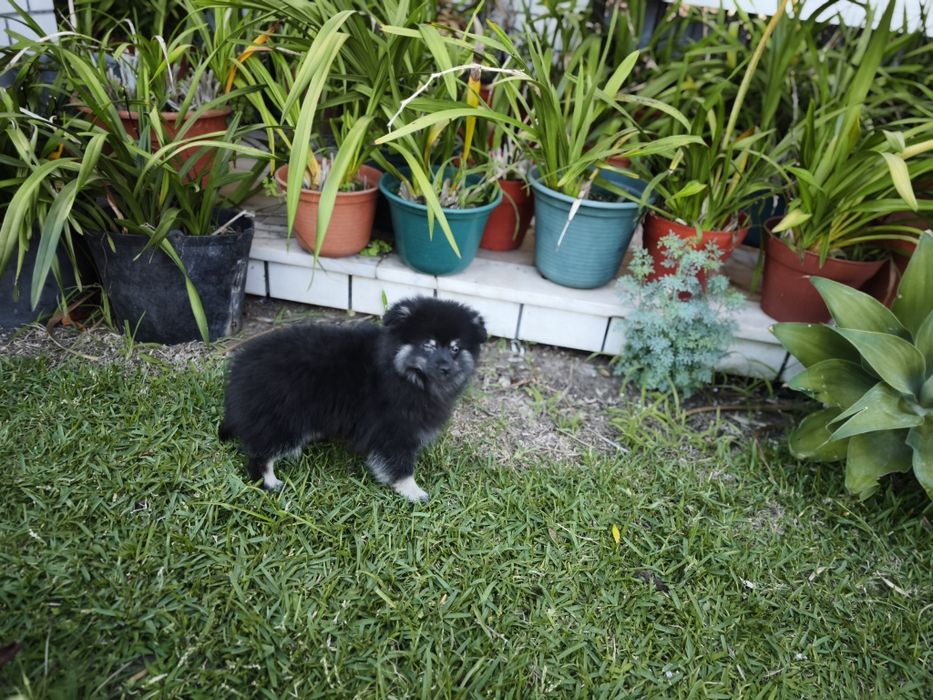 Spitz alemão anão Lulu da Pomerânia criado em ambiente familiar