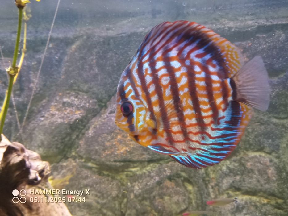 Paletki Turkus od "Piwowarskiego "