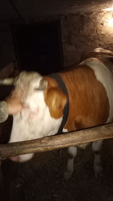 Бичок симентал на плем'я