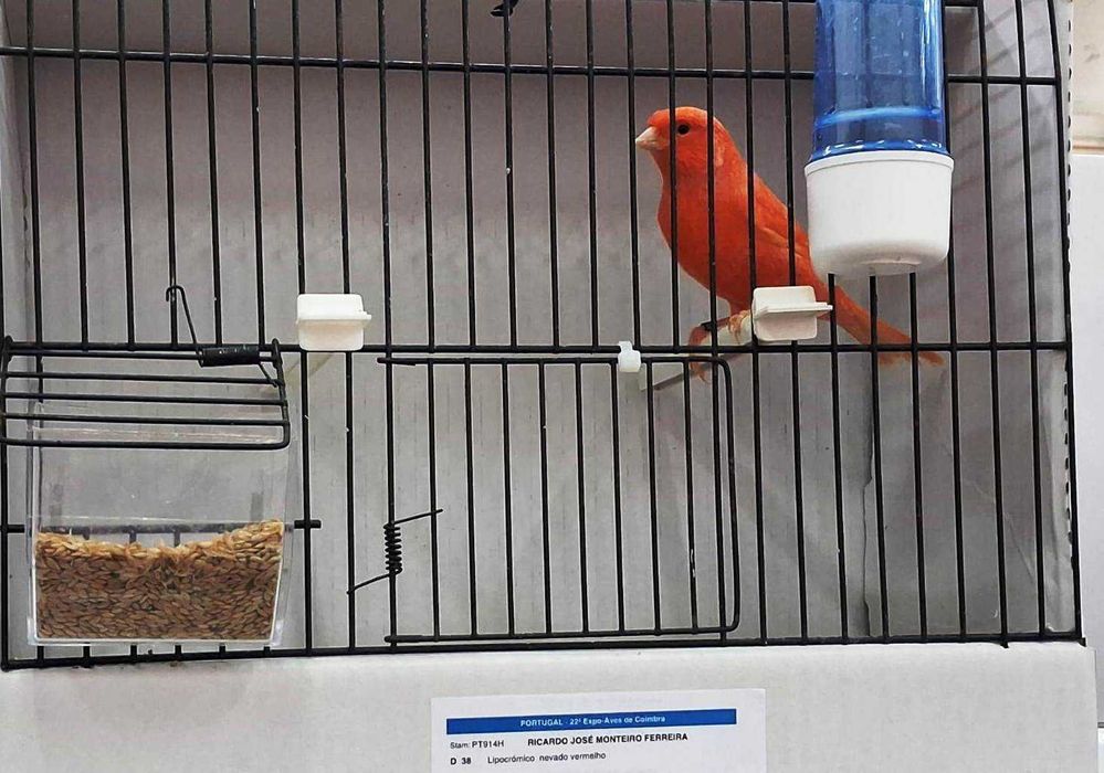 Canários de Competição e Criação