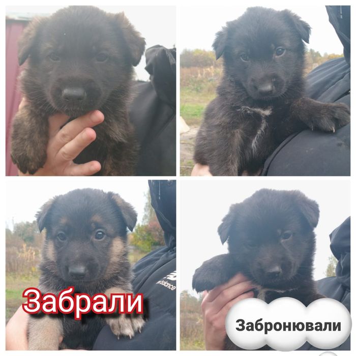 Щенята/цуценята - німецька вівчарка