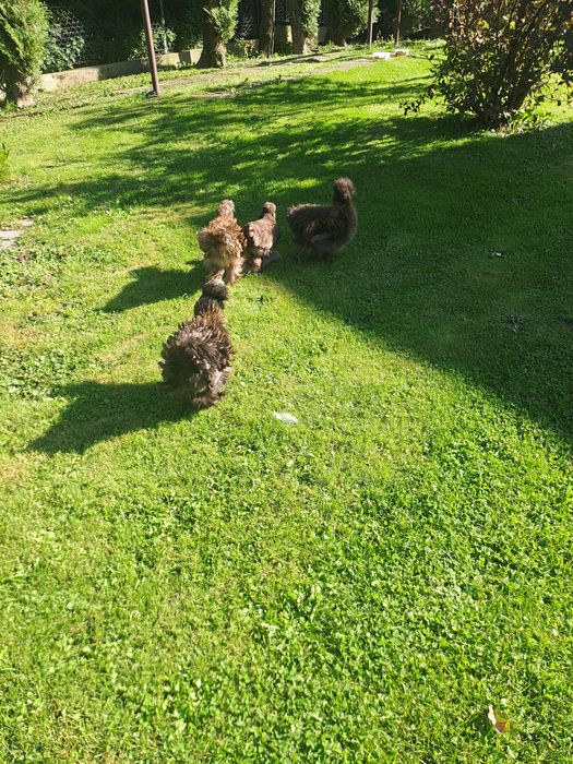 Sprzedam kurki silki