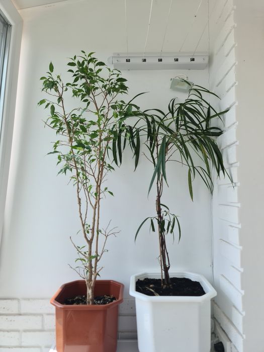 Фікус алі і фікус Наташа.