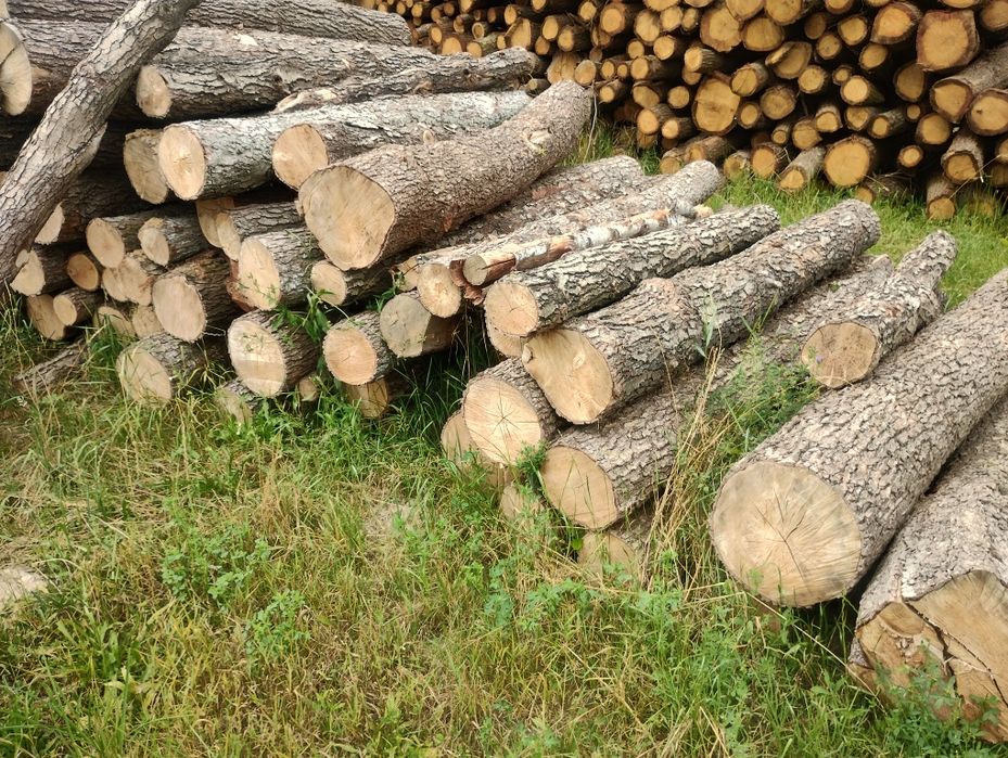 Drewno kominkowe - SOSNA, OSIKA, brzoza, dąb, drzewo opalowe, - m3