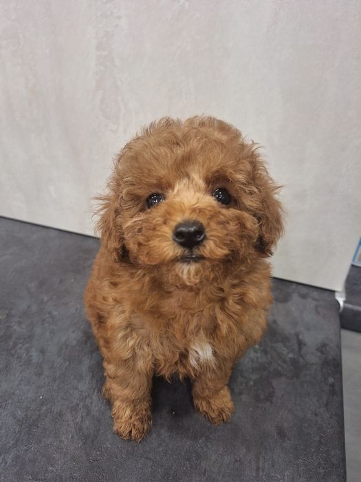 Той пудель ред хлопчик