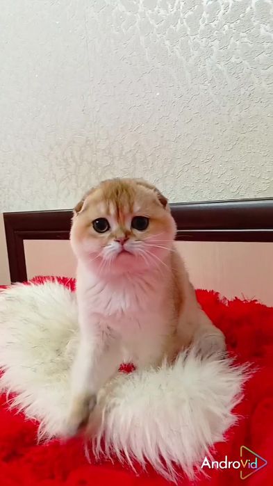 Чудесная девочка золотая шиншилла