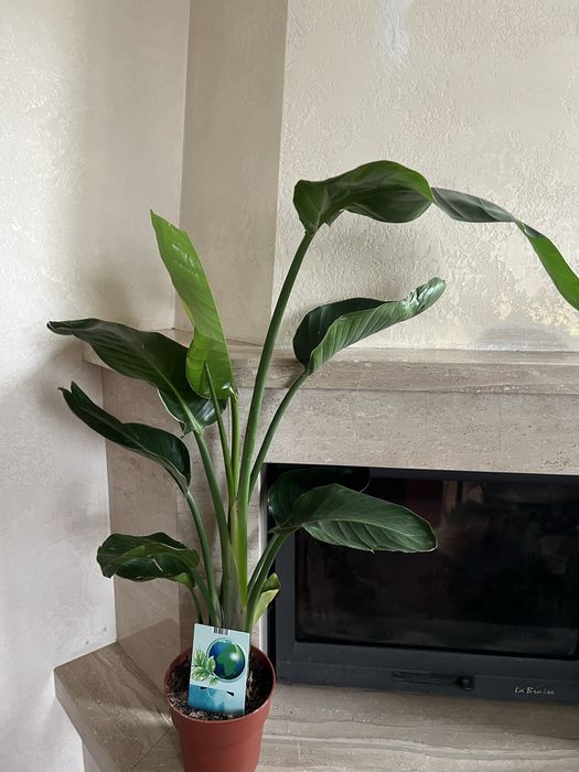 стреліція, вазон великий,  Реджина, стреліція Миколая , Юкка, фикус