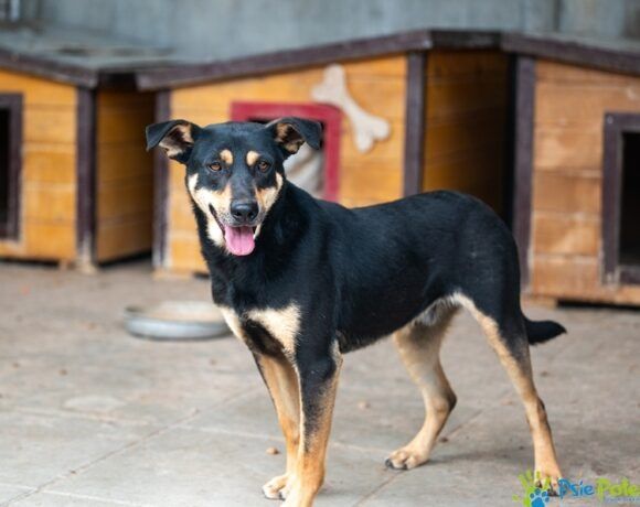 Miły, kochany piesek PABLO szuka kochającego domku!