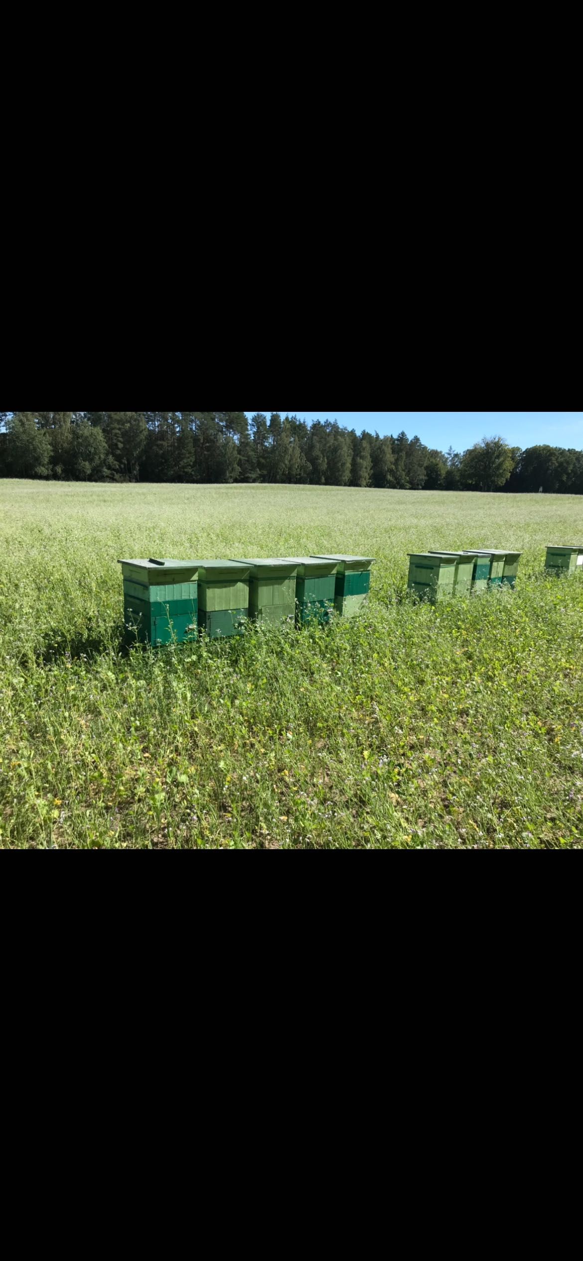 Pszczoły ule ul rodziny pszczele