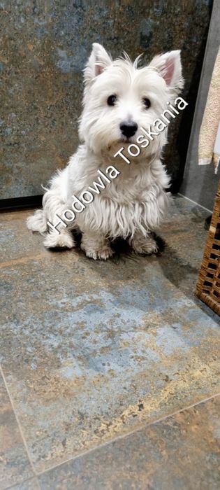 West Highland White Terrier- suczka