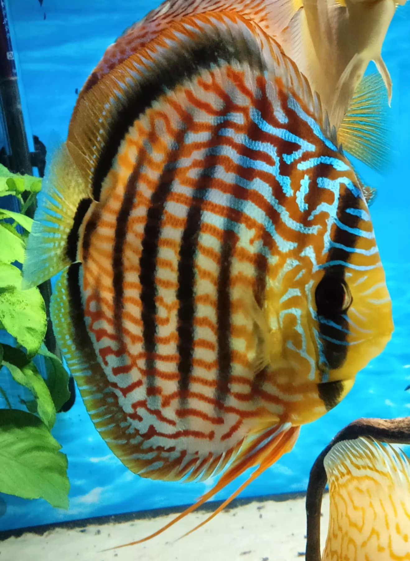 Paletki - Dyskowce Red Turkus