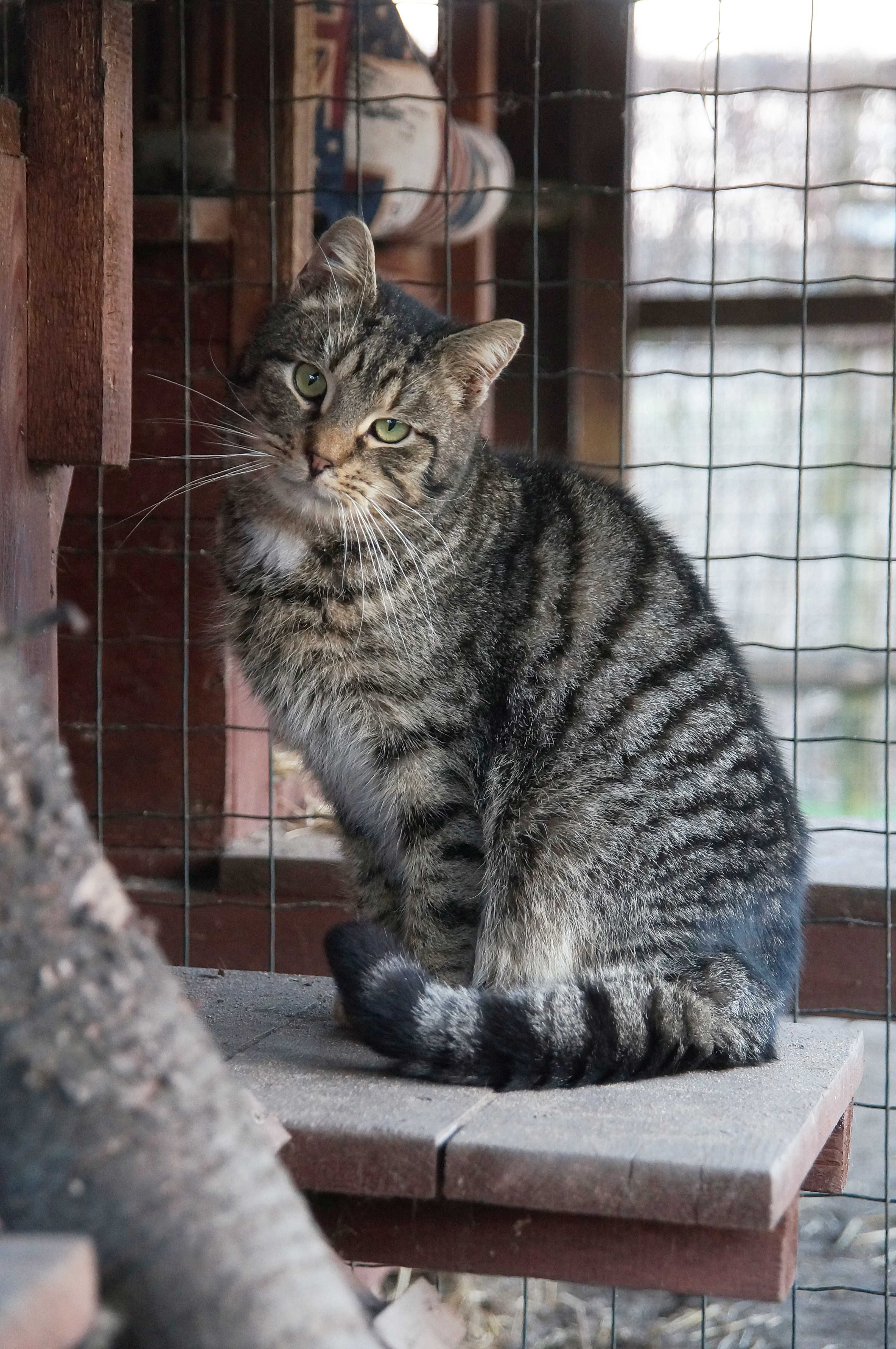 Pręgowany kocurek Kozak do adopcji.