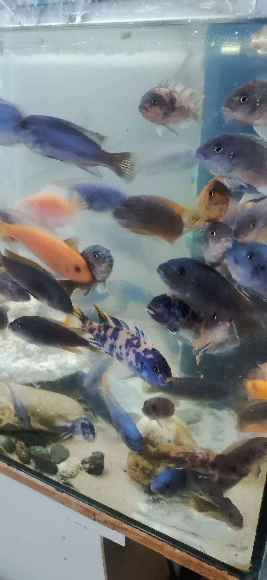 Peixes várias raças principalmente ciclidios africanos