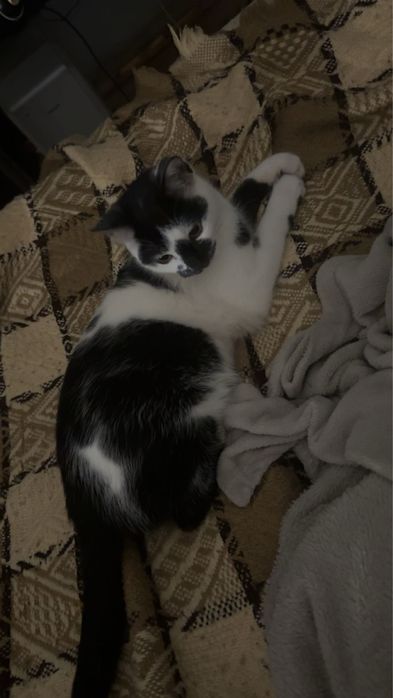 Oddam kotka w dobre ręce