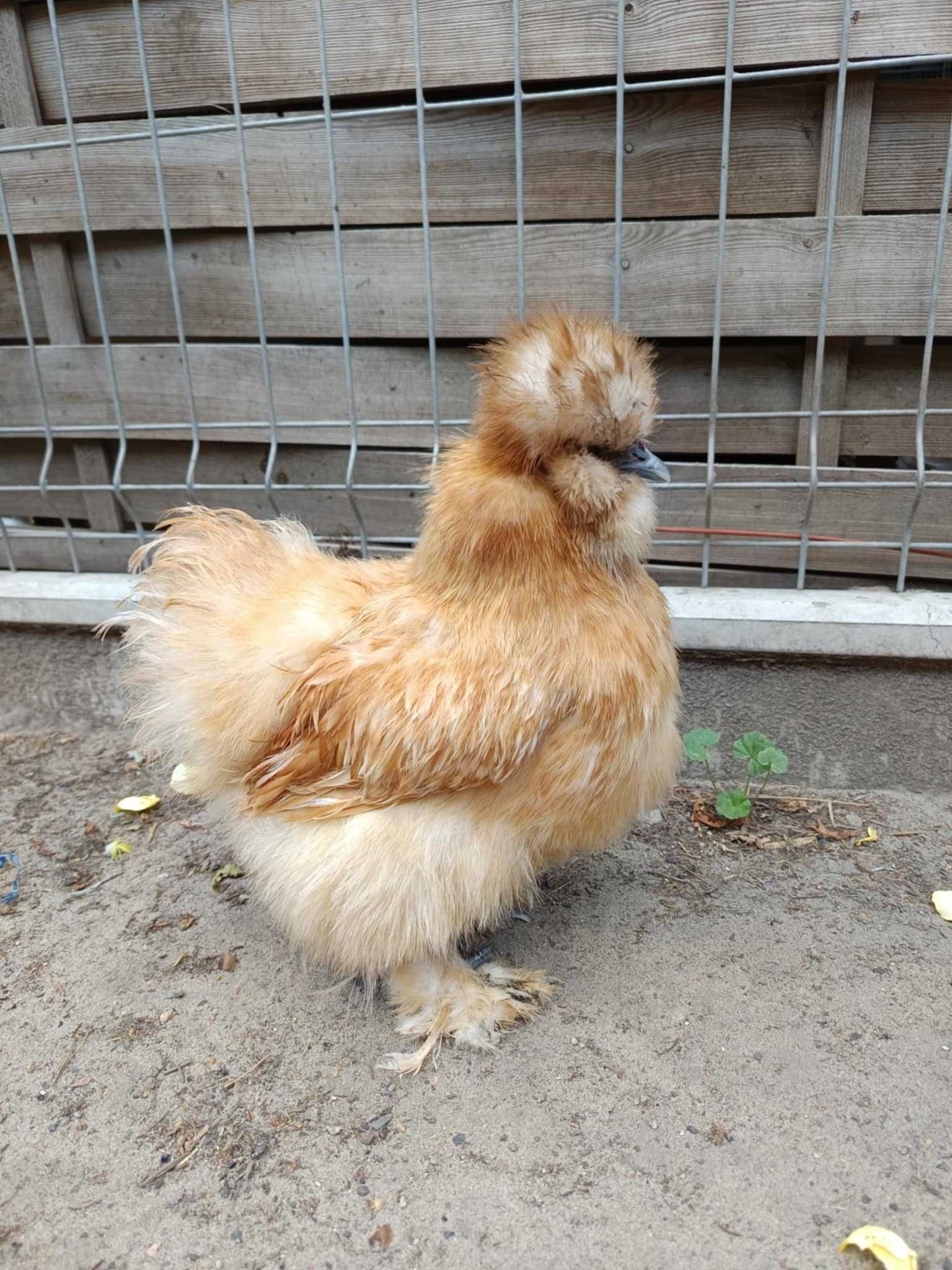 SILKA - para zmieni kurnik.