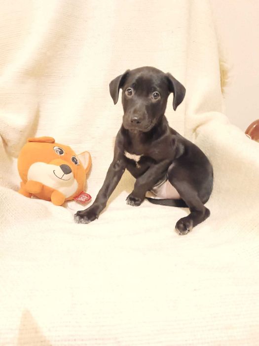 G O N Z O szuka SWOJEGO człowieka!