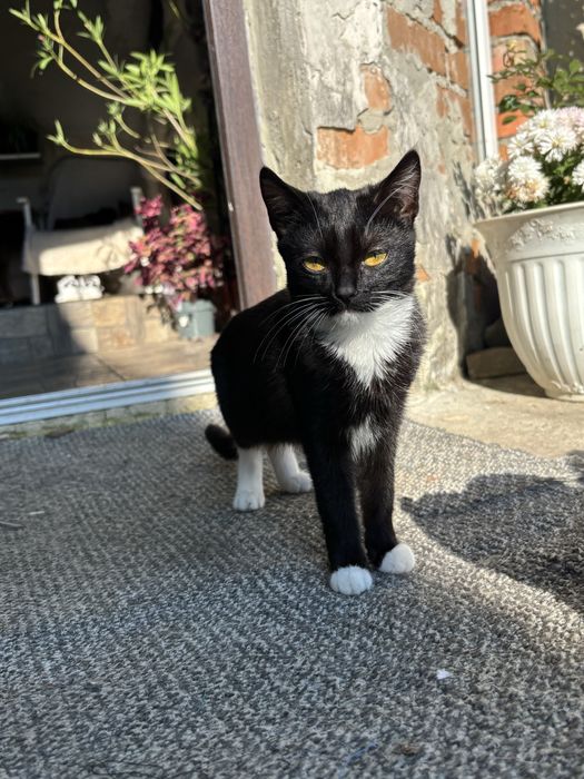 Кошенята дівчатка в добрі руки