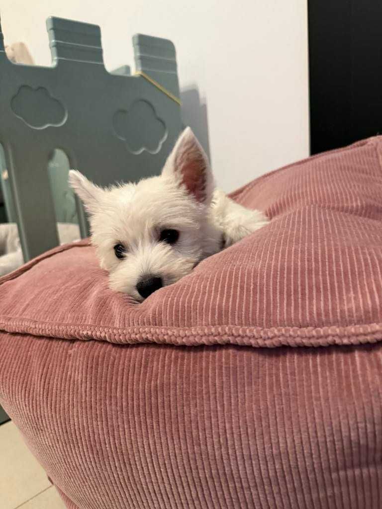 West Terrier malutka sunia