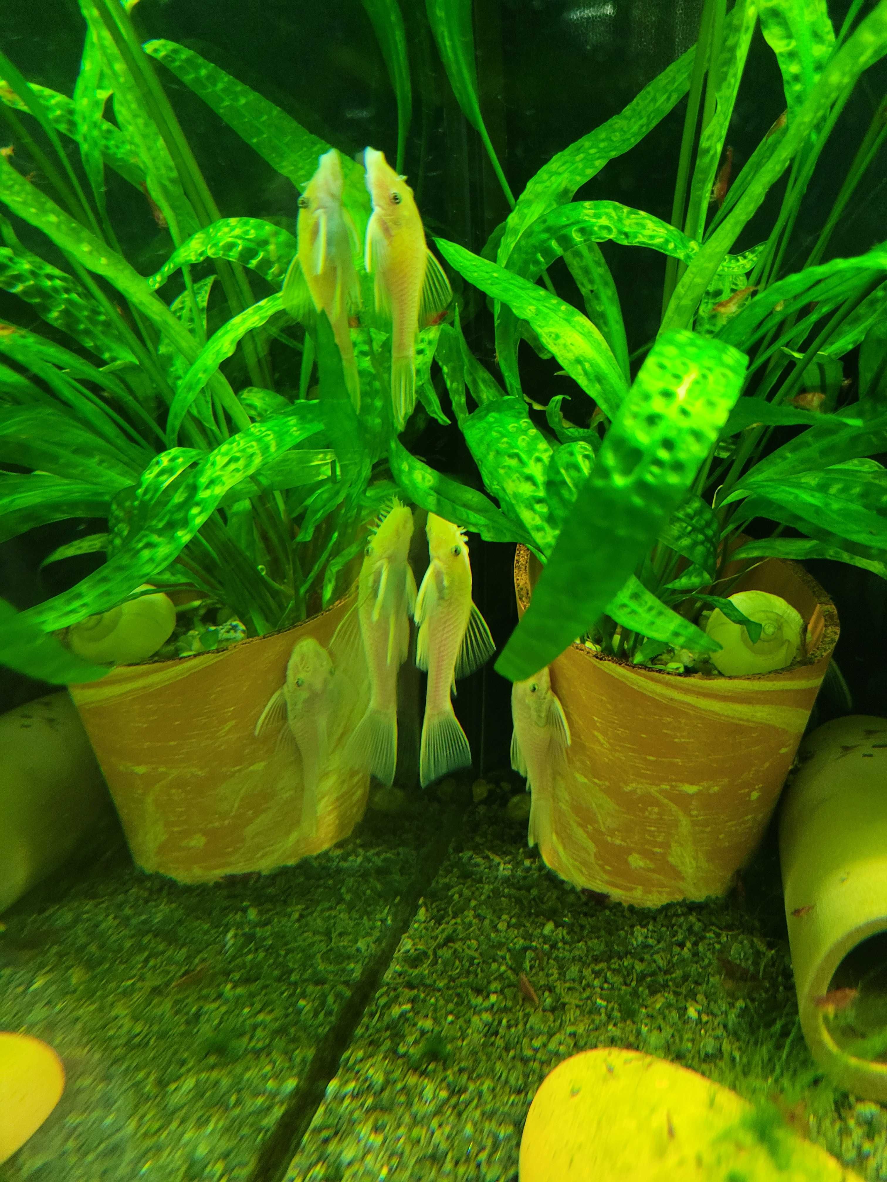L144 Snow White Ancistrus Glonojad młode 3cm+