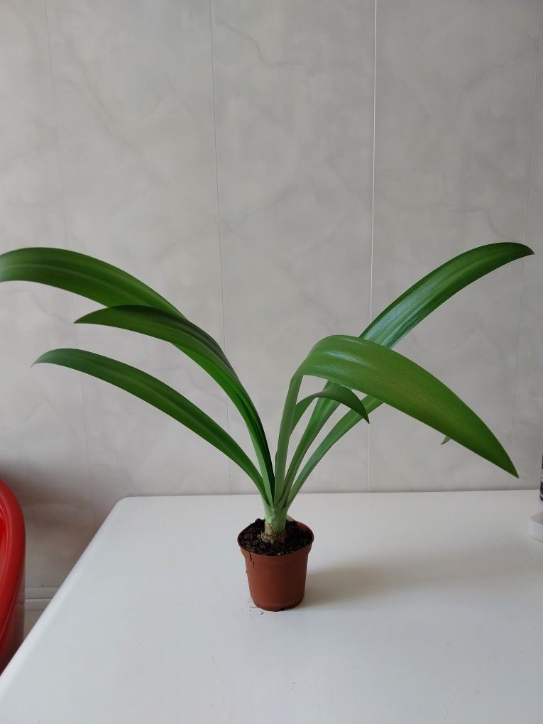 Лилия-паук,гименокаллис комнатное растение растение