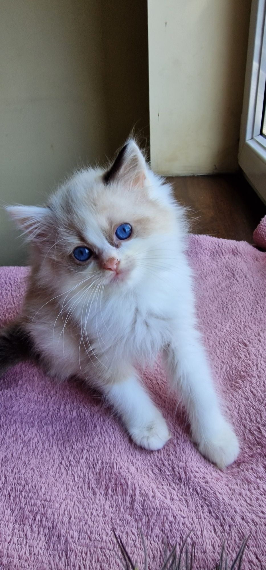 Kocurek Ragdoll z rodowodem gotowy do zmiany domu