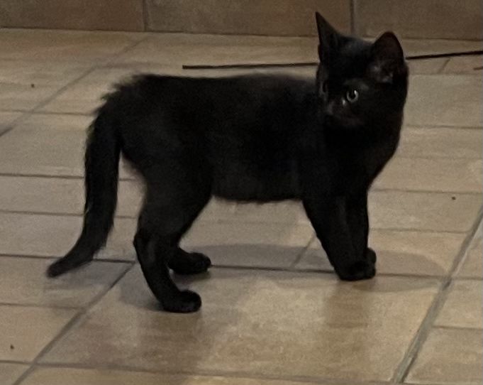 Кошеня в добрі руки