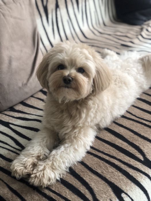 Шукаємо хлопчика доя нашої дівчинки.