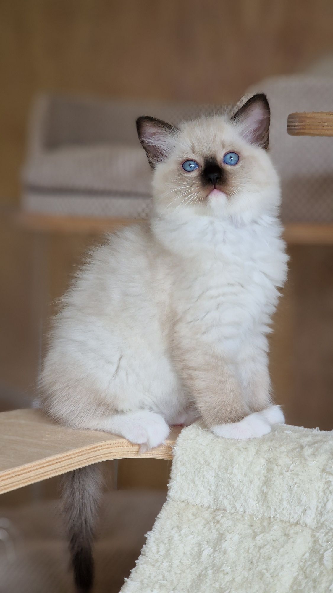 Ragdoll kotka seal mitted