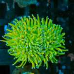 Euphylia glabrescens holy grail