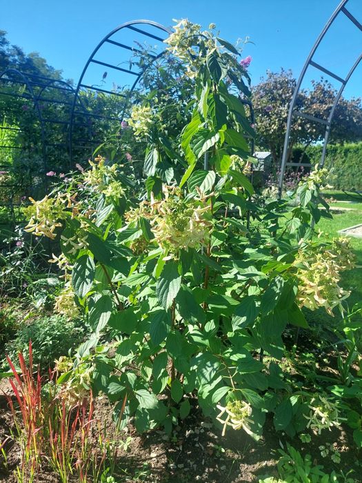 Hortensja bukietowa półpełne kwiaty Golden Star