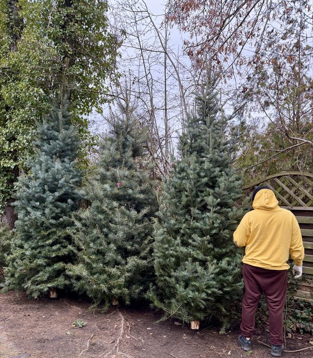 Wysokie choinki premium 3-4m jodła kalifornijska WŁASNA PLANTACJA