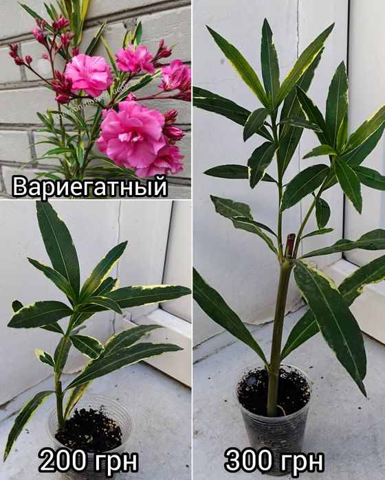 Олеандр персиковый махровый Apricot Queen