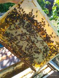 Продам отводки пчел, пчелопакеты