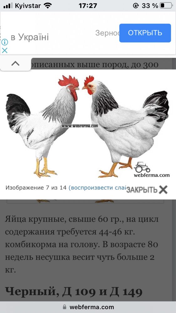 Куры несушки разных пород