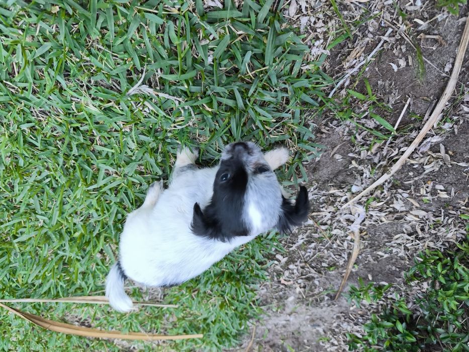Chihuahua mini fêmea pelo longo disponível para entrega imediata