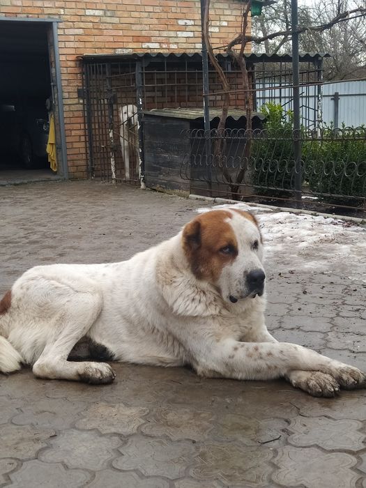 Кабель САО середньоазітська вівчарка для в'язки