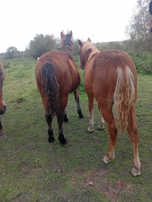 Продам молоду кобилу