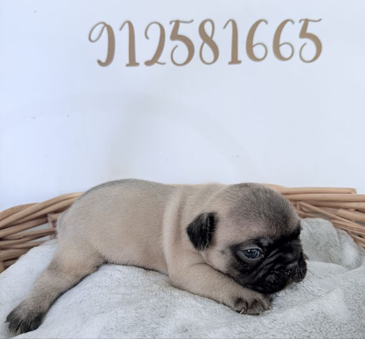 Buldogue Francês Menino